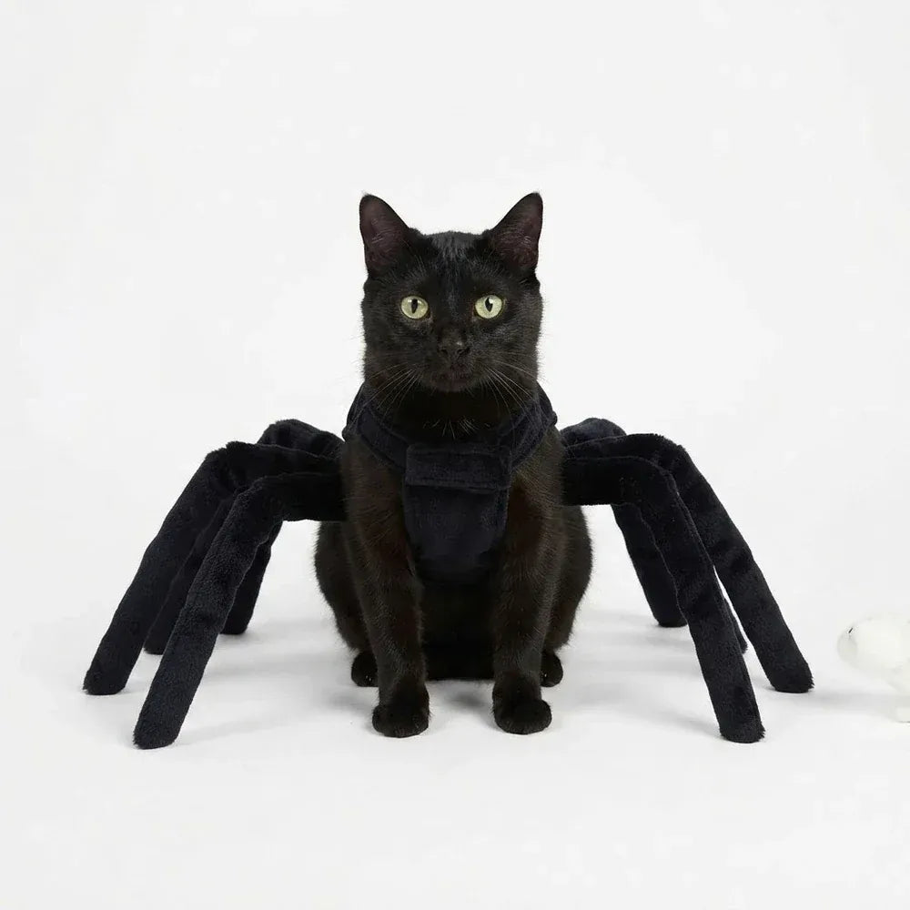 Halloween Spider Costume for Cats & Dogs