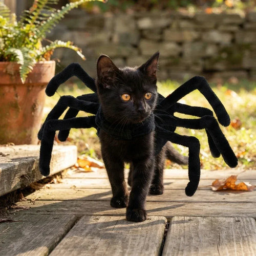 Halloween Spider Costume for Cats & Dogs